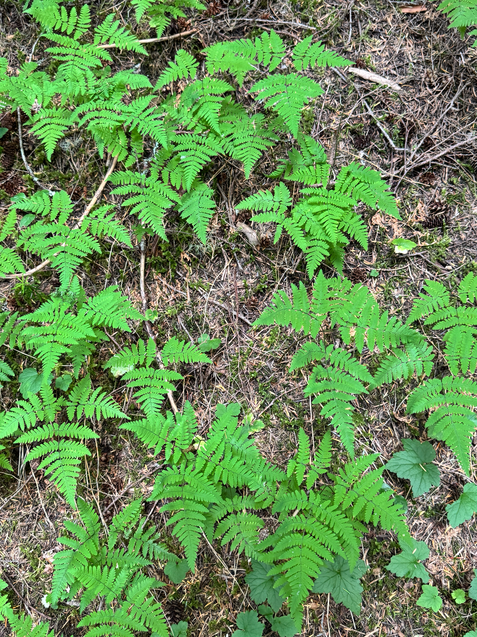 Gymnocarpium disjunctum