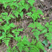 Pacific oak fern