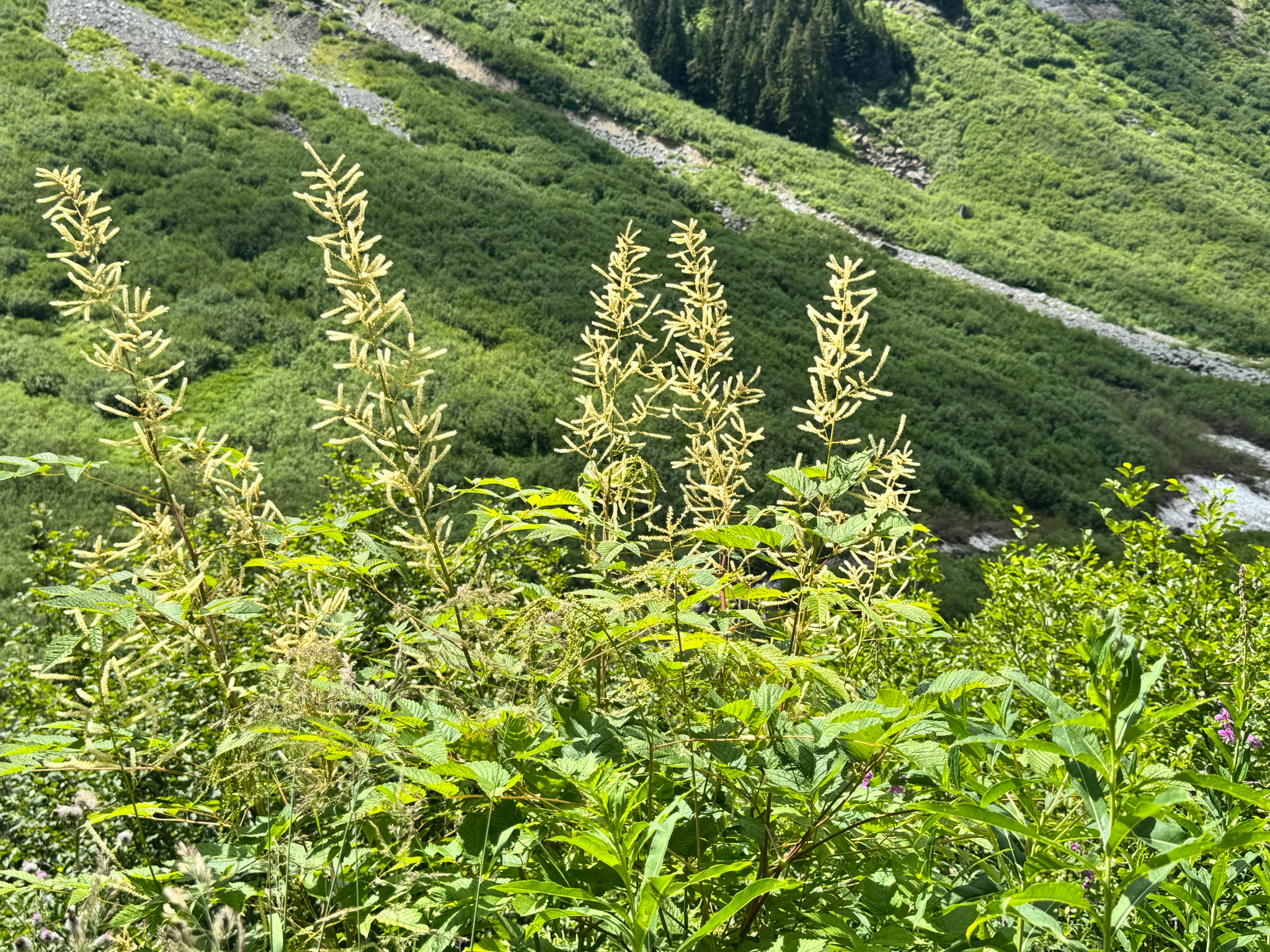 Aruncus dioicus