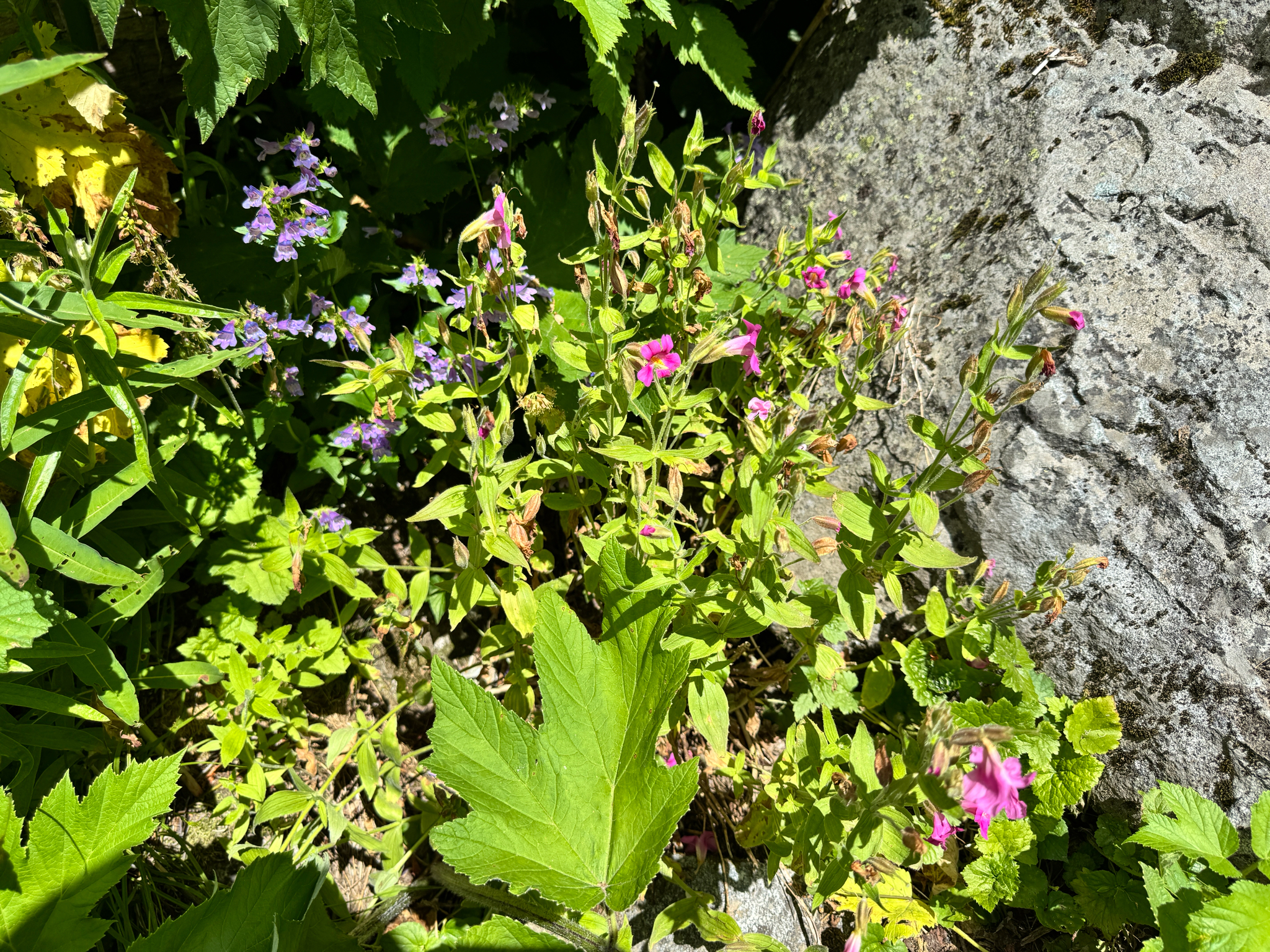 Erythranthe lewisii