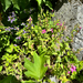 Lewis' monkeyflower