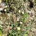 white hawkweed