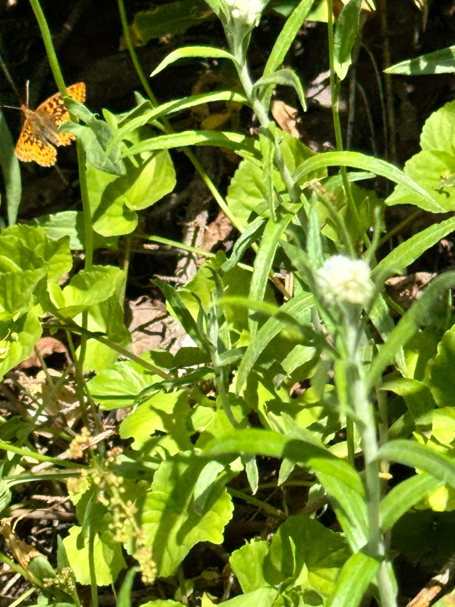 Boloria epithore