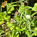 Pacific Fritillary
