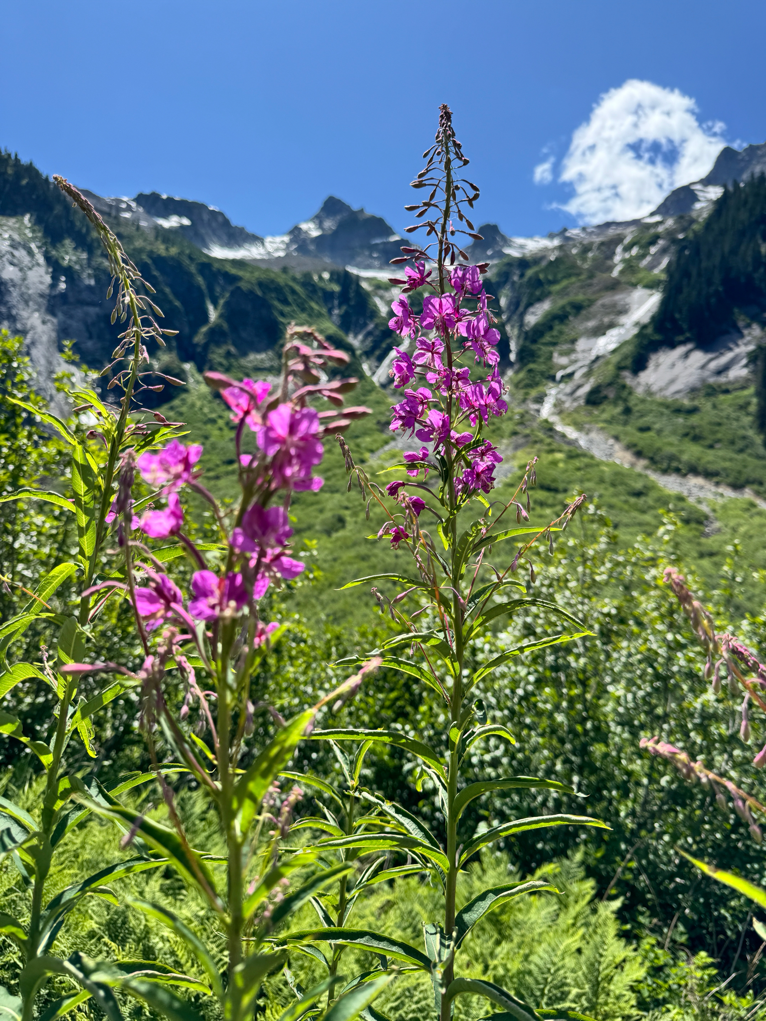 Chamaenerion angustifolium