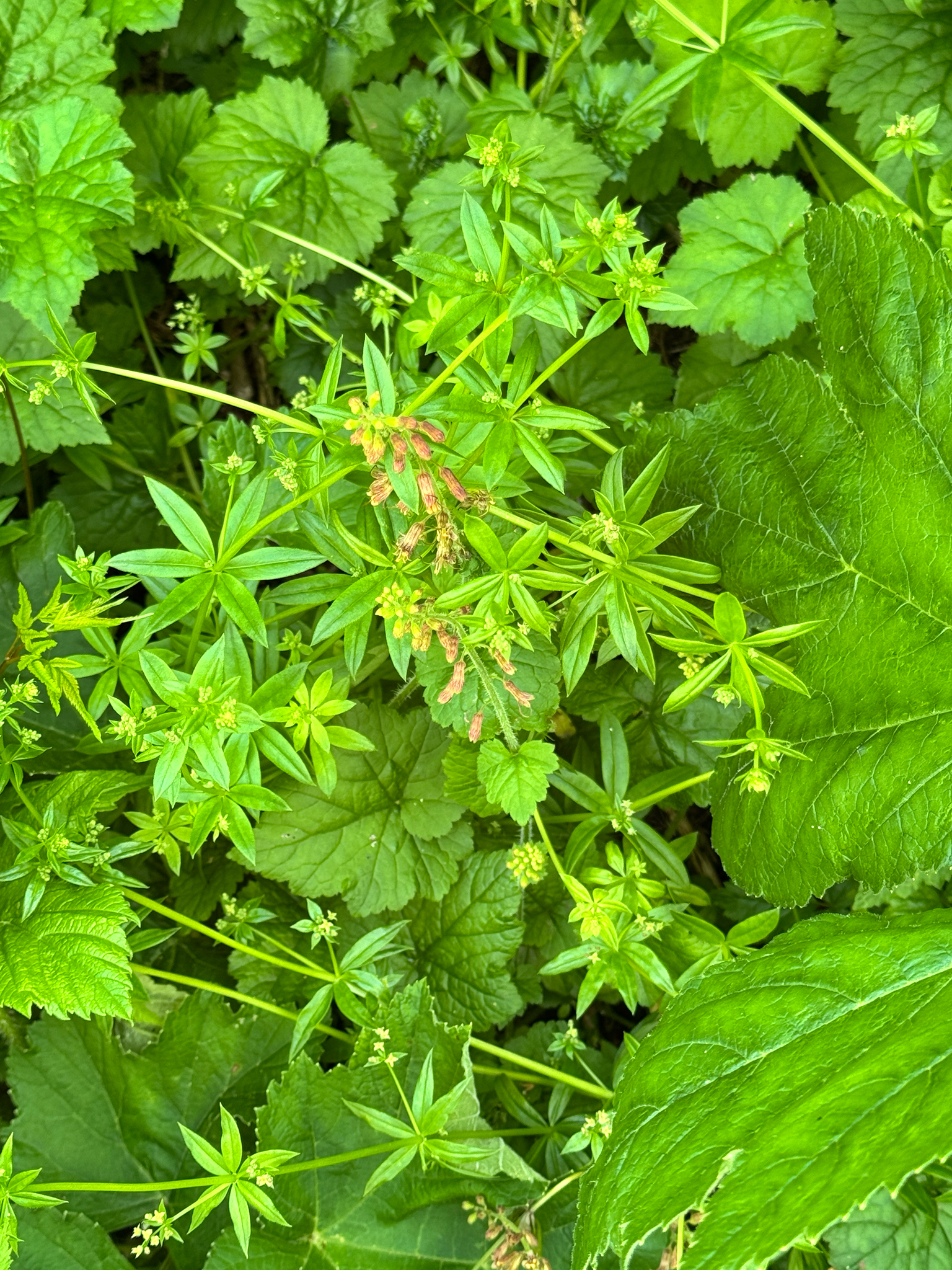 Galium