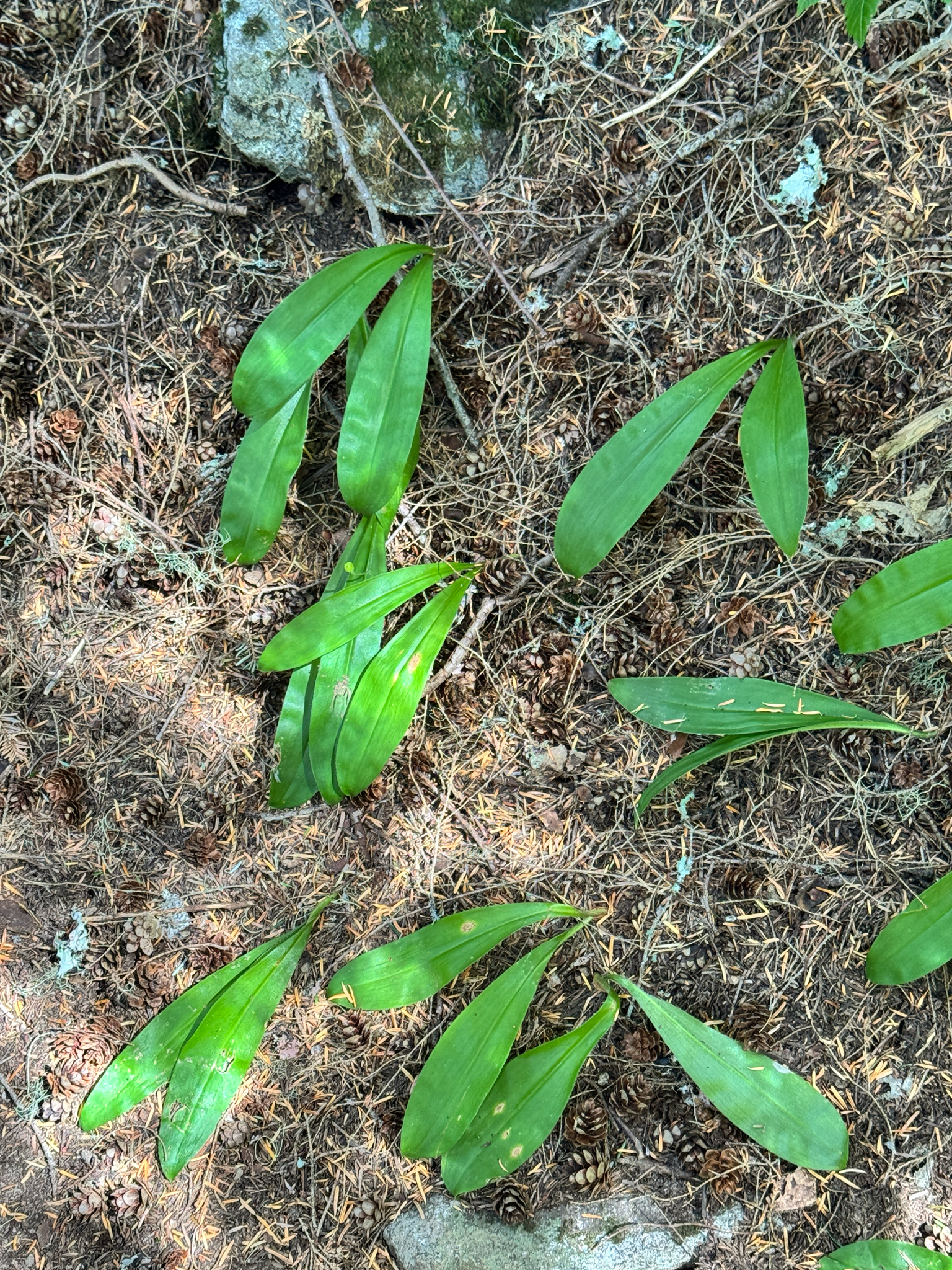 Clintonia uniflora