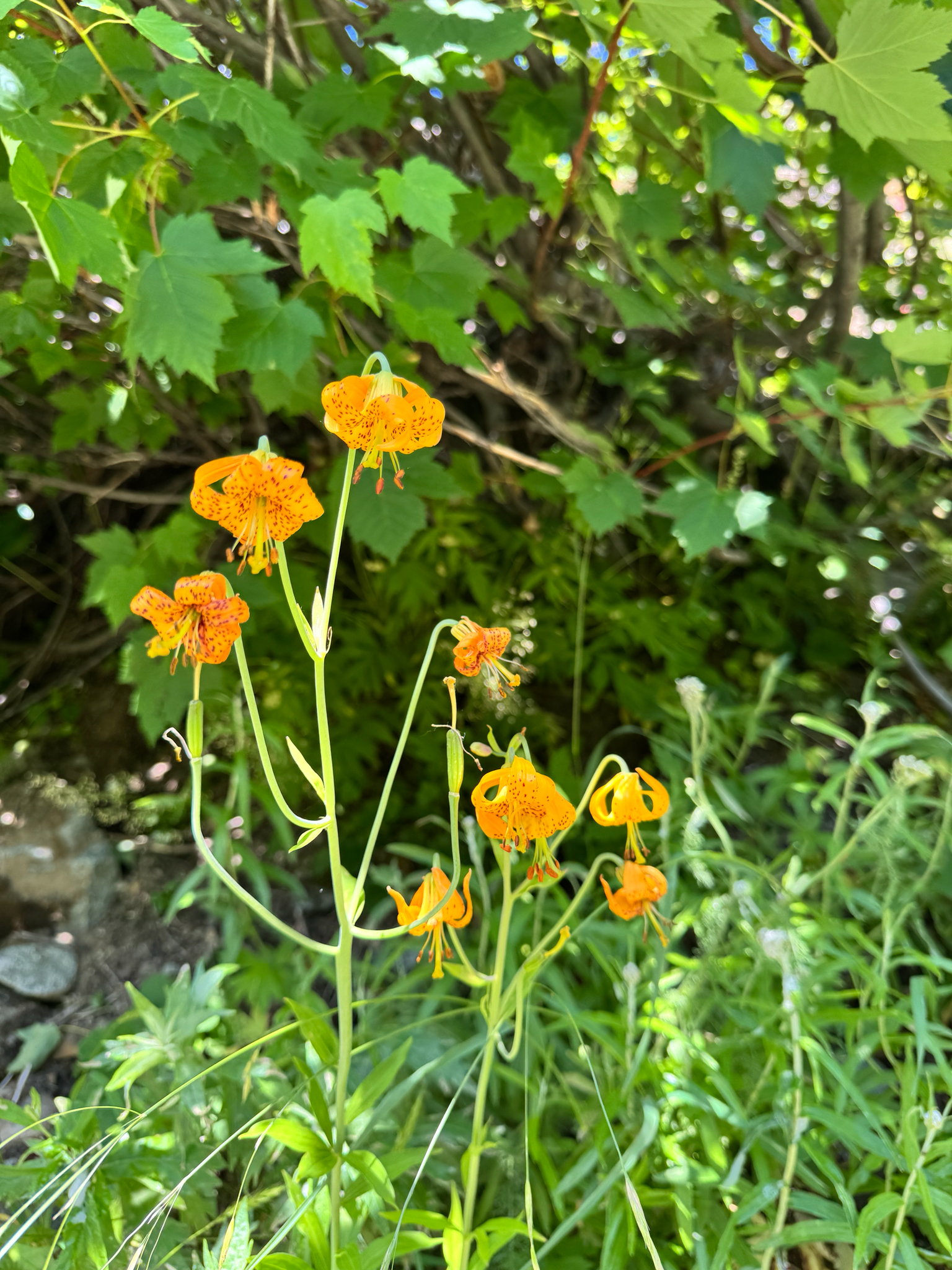 Lilium columbianum