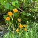 Columbia lily