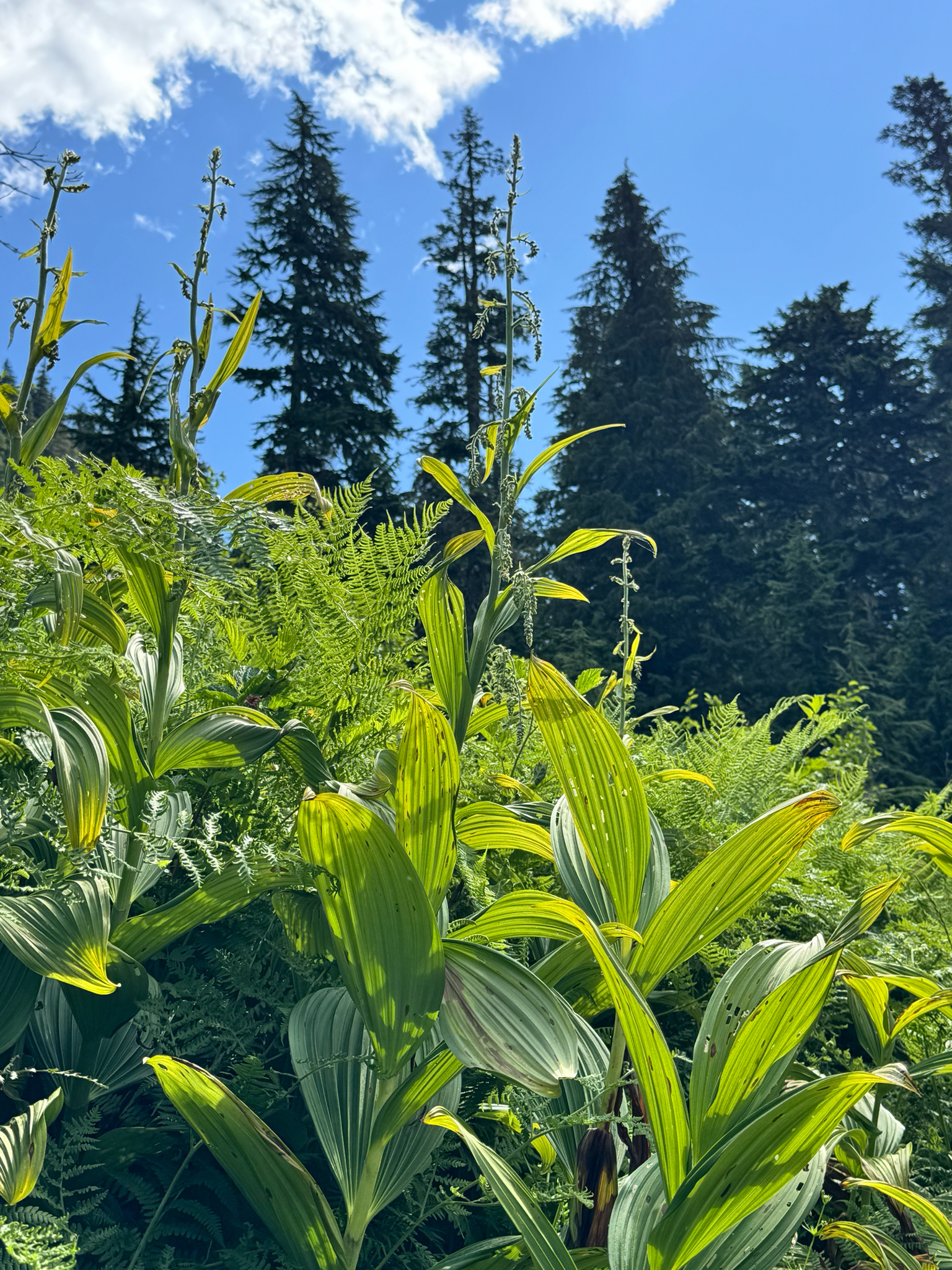 Veratrum viride