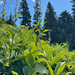 green false hellebore