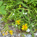 lanceleaf arnica