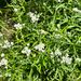 pearly everlasting