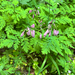 Pacific Bleeding Heart