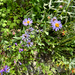 Leafy Aster