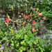 western columbine
