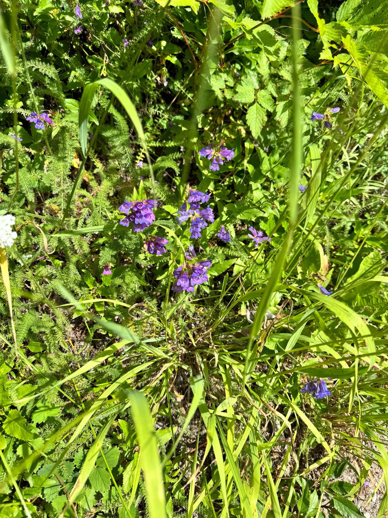 Penstemon serrulatus