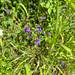 Cascade Beardtongue