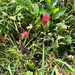 giant red paintbrush