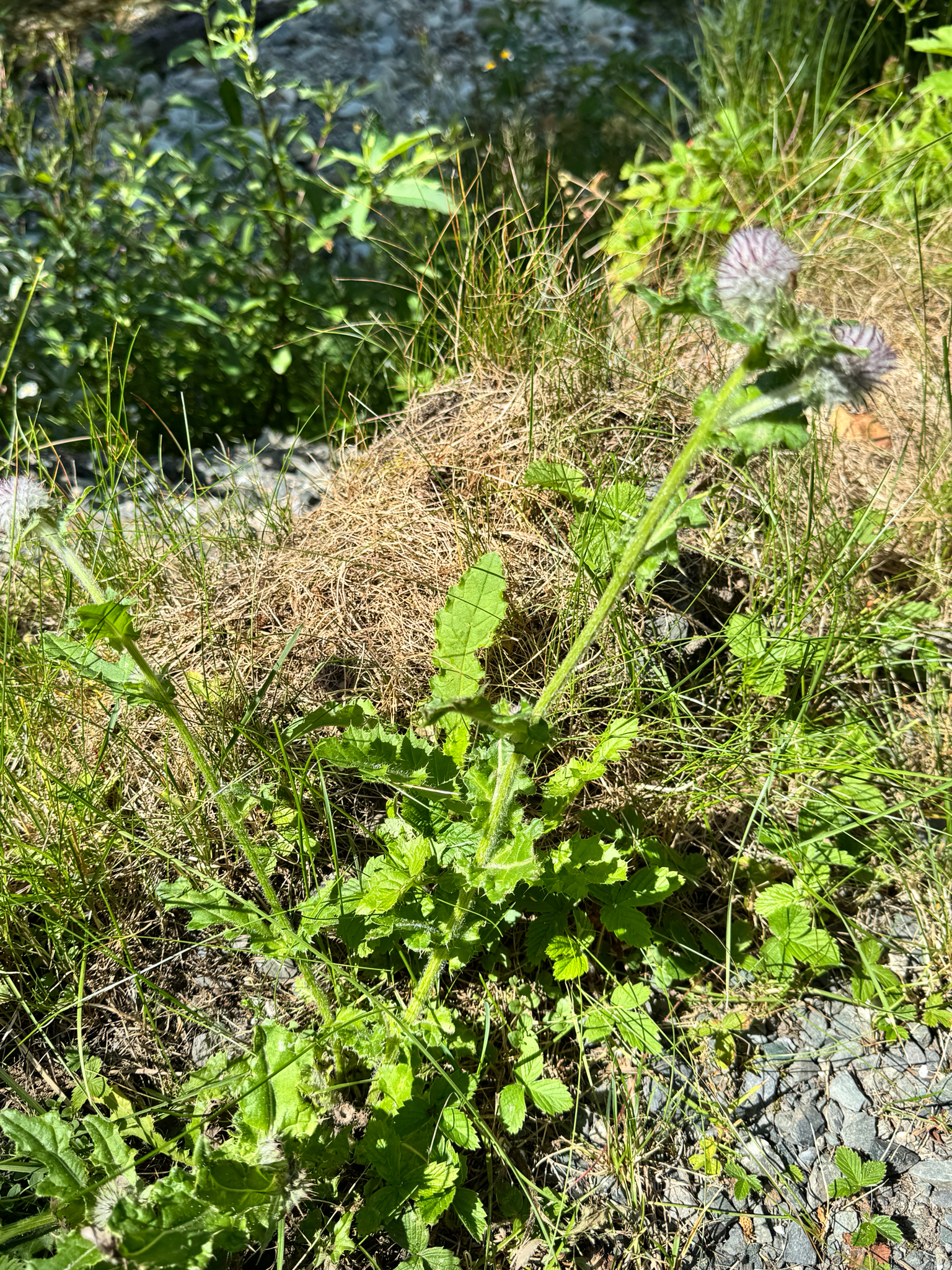 Cirsium edule