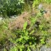 Edible Thistle