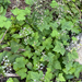 Threeleaf Foamflower