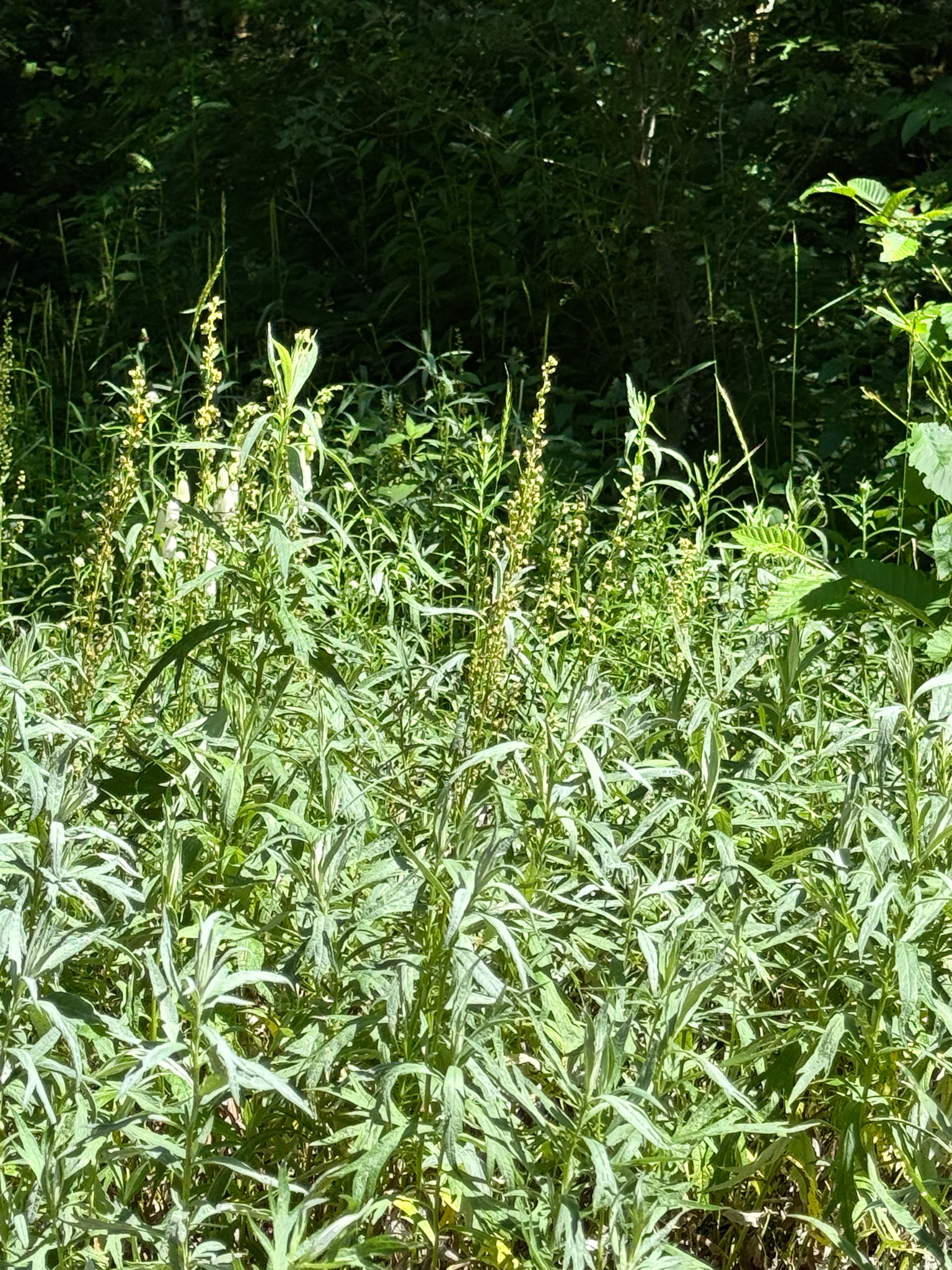Artemisia