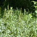 wormwoods and sagebrushes