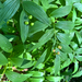 star-flowered lily-of-the-valley