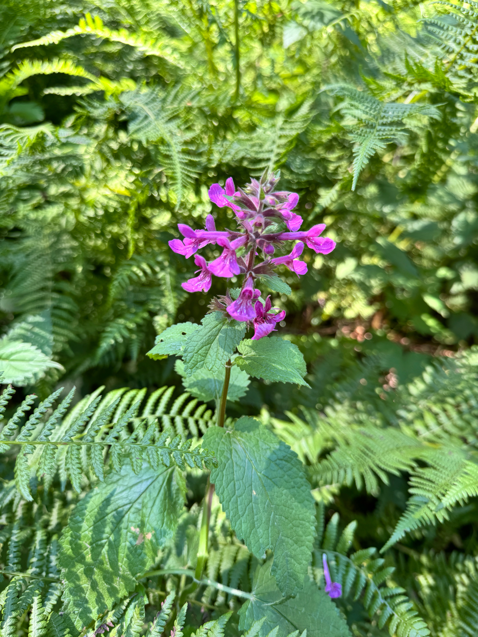 Stachys chamissonis