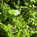 pearly everlasting