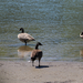 Canada Goose