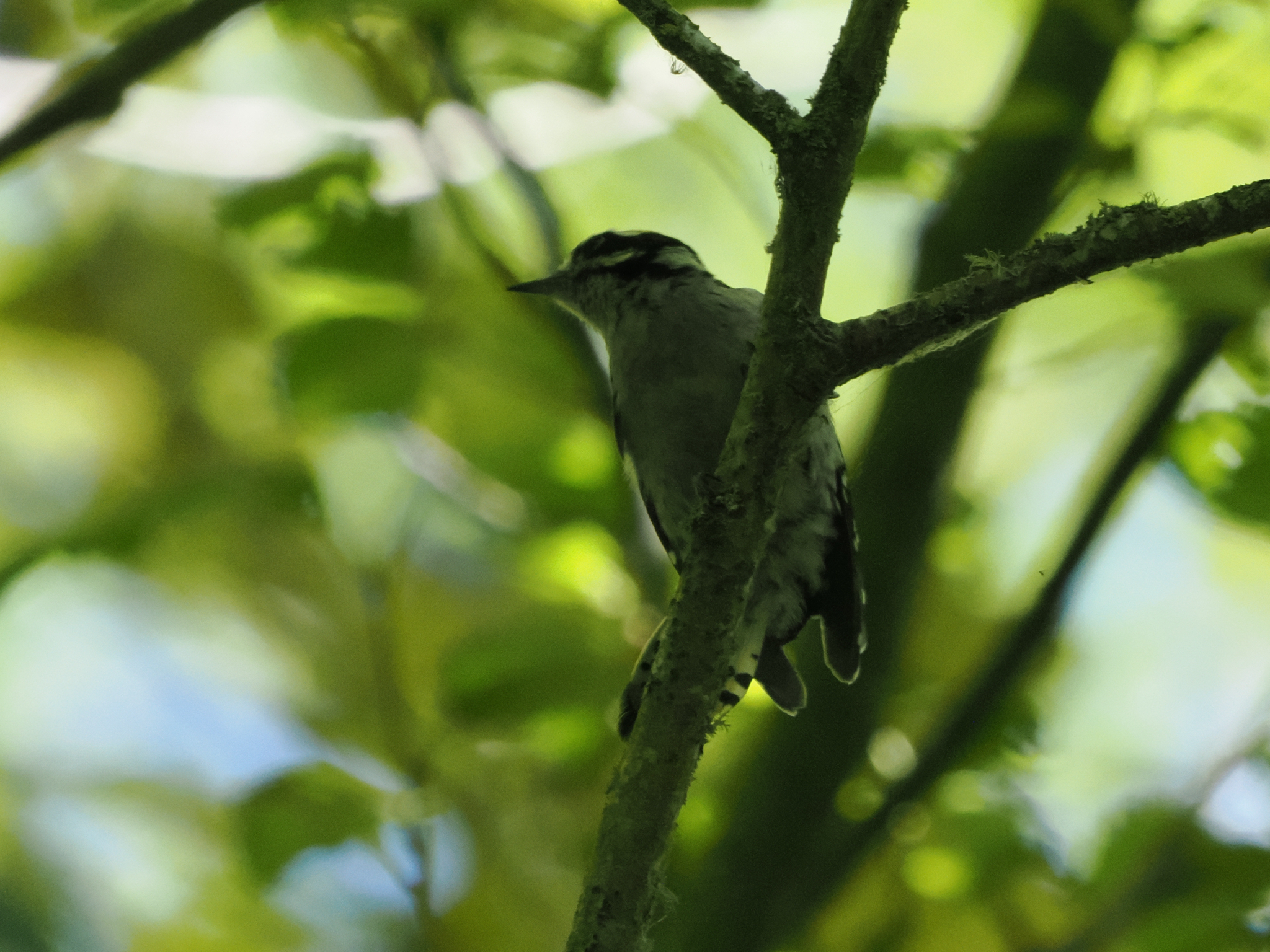 Dryobates pubescens