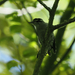 Downy Woodpecker