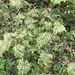 stairstep moss