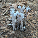 Ghost Pipe