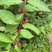 twinberry honeysuckle
