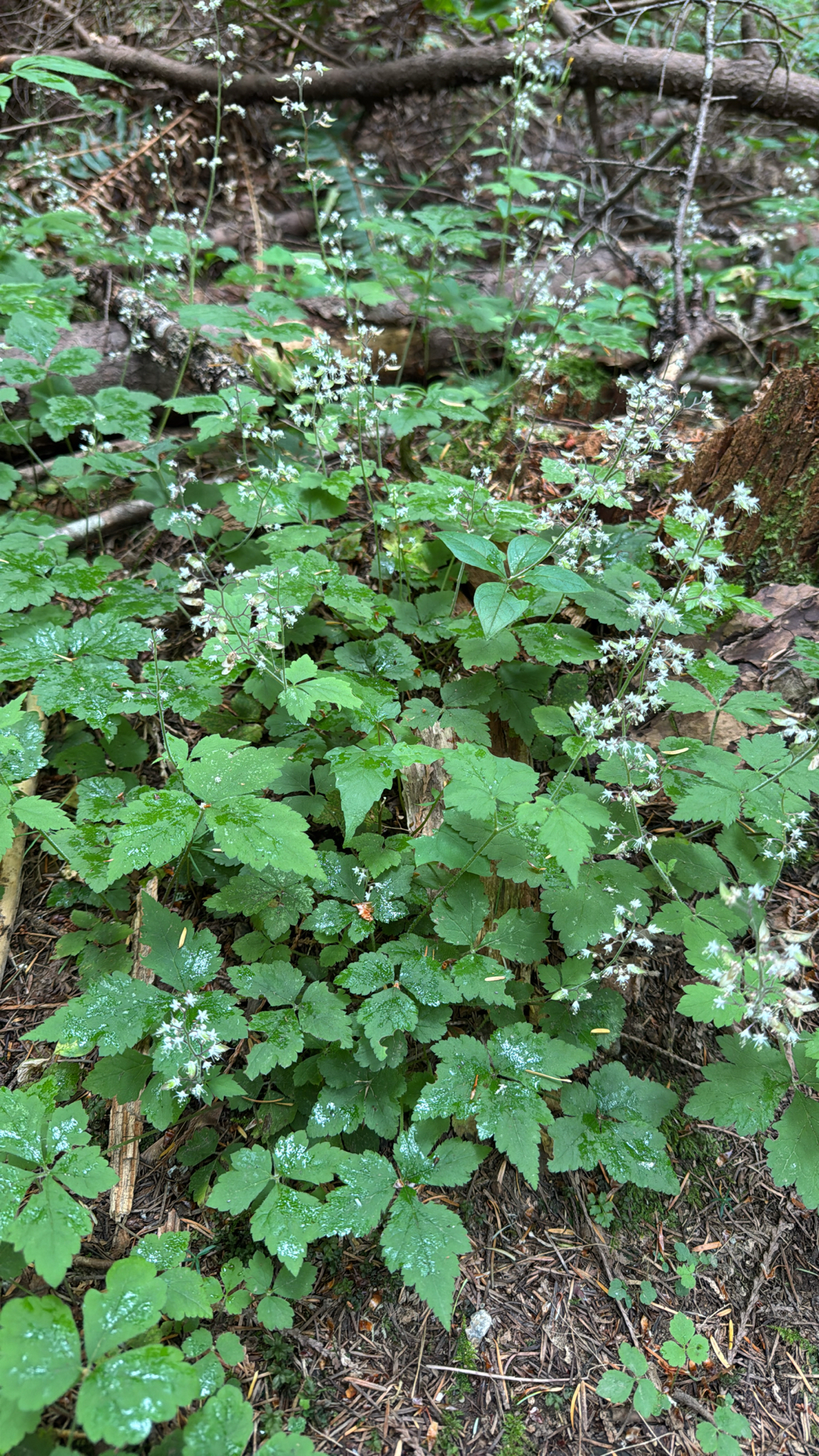 Tiarella trifoliata