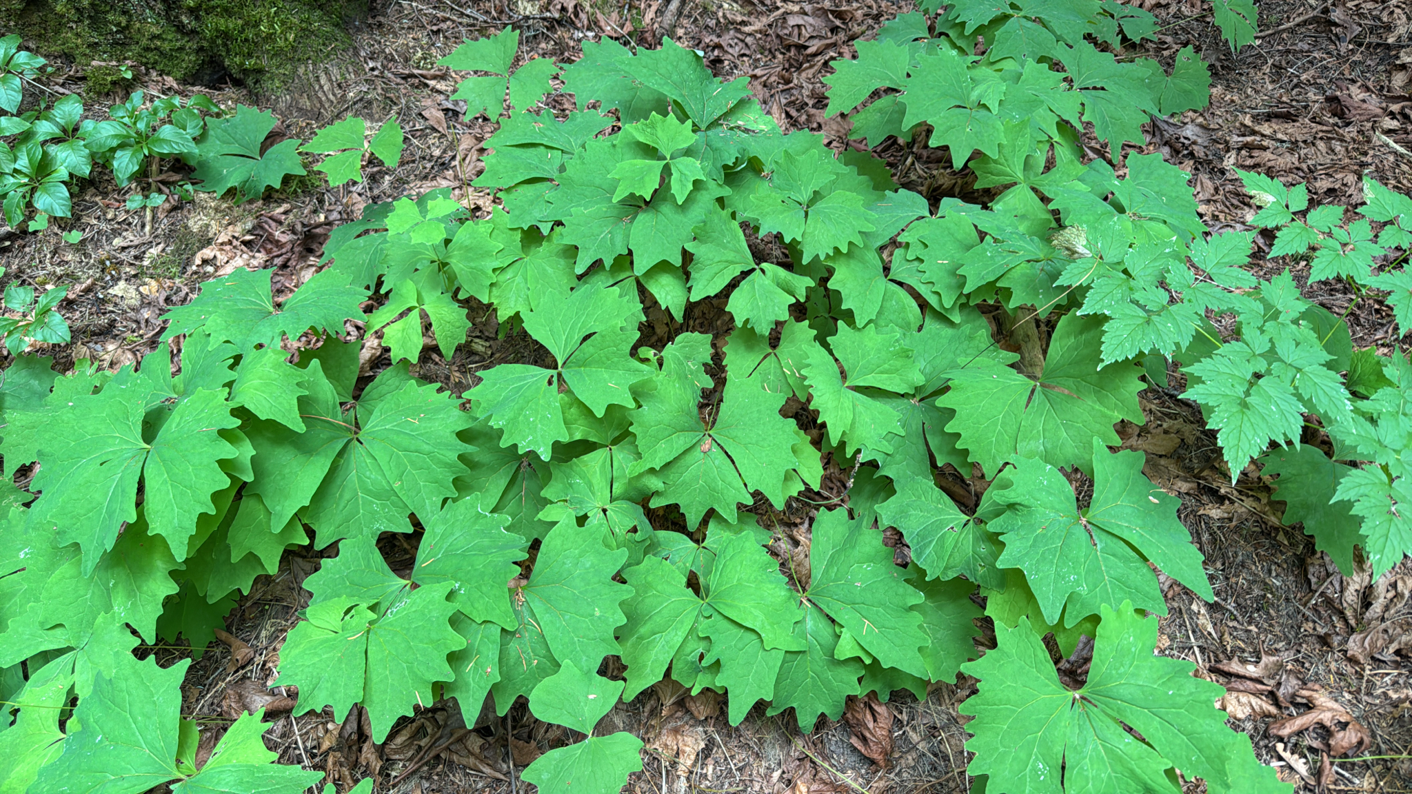 Achlys triphylla