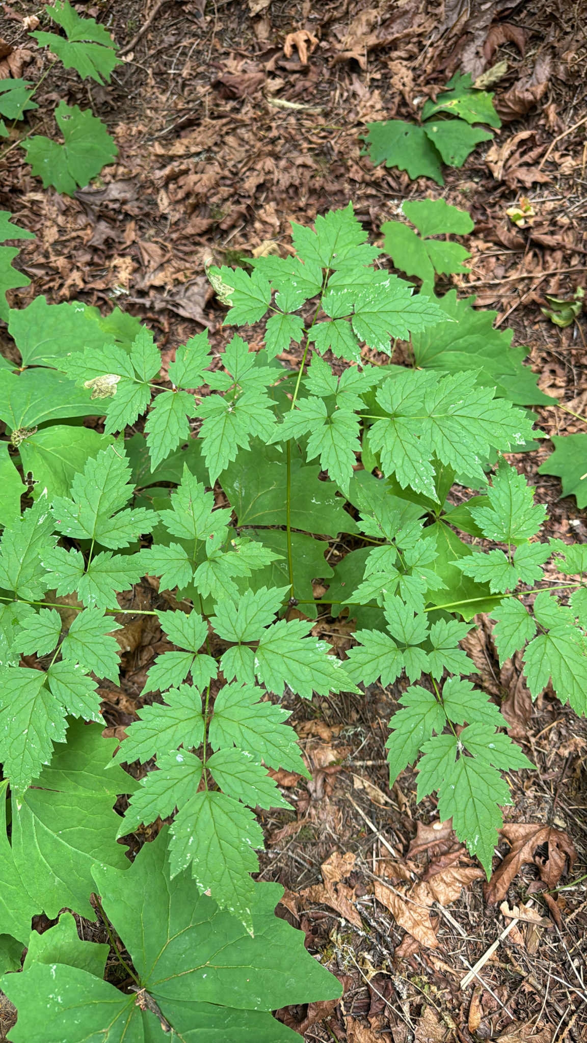 Actaea rubra