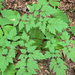 red baneberry
