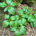 Western Starflower