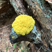 Dog Vomit Slime Mold