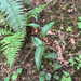 Broad-leaved helleborine