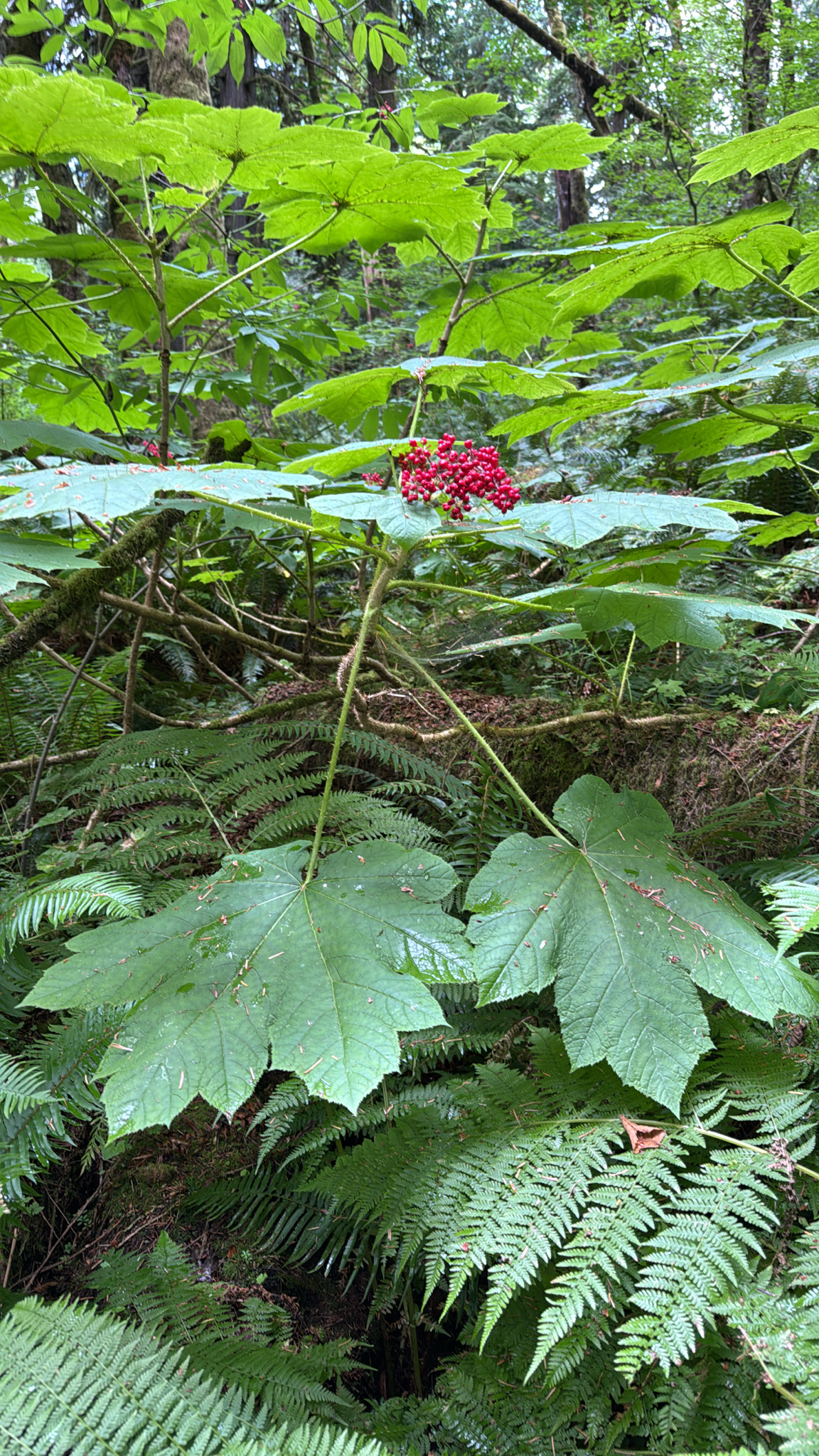Oplopanax horridus
