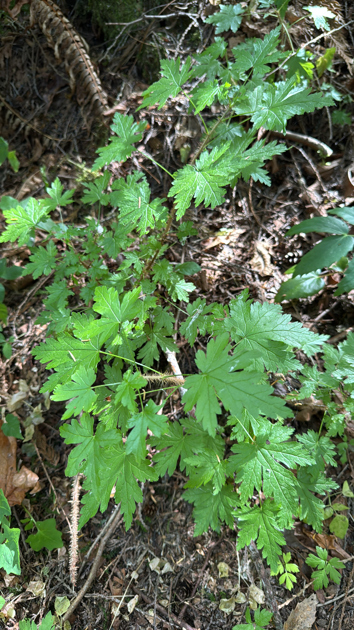 Ribes lacustre