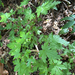 swamp currant