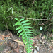 licorice fern
