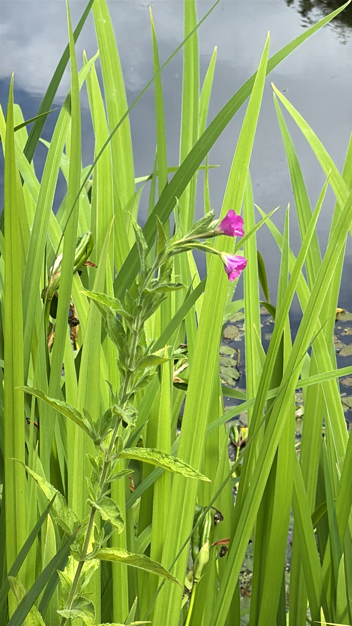 Epilobium hirsutum