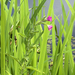 Great Willowherb
